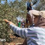 Palestinian olive harvest under threat from Israeli attacks and restrictions